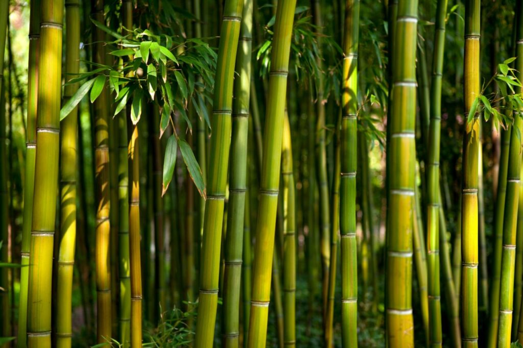 foret bambou